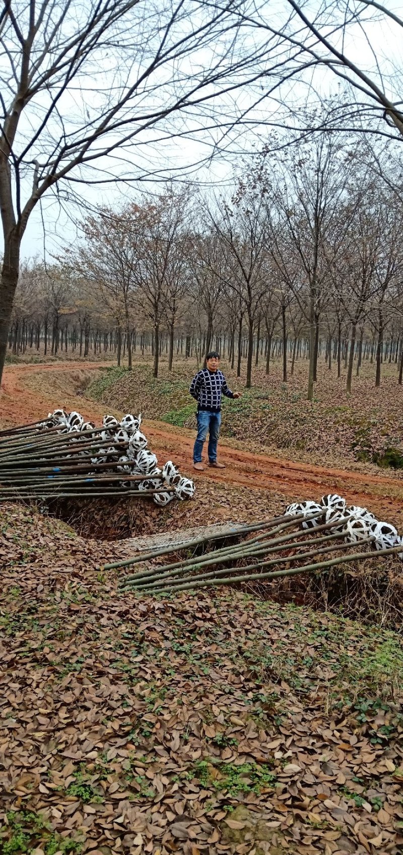 香樟树苗3-10迎风桥优质货源批发多杆香樟一手货源老