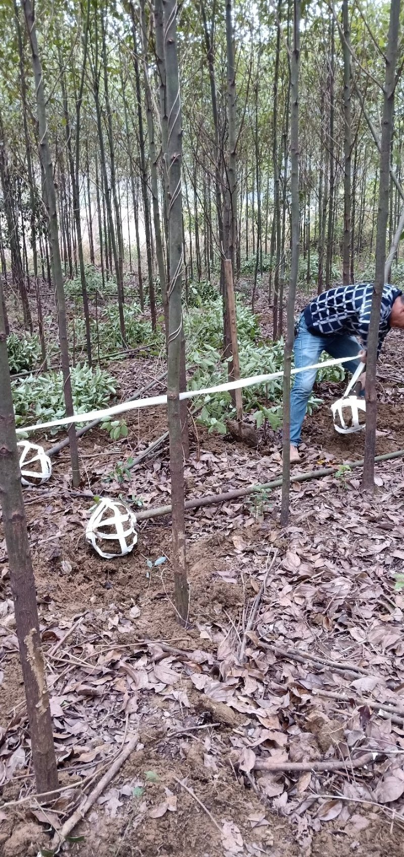 香樟树苗3-10迎风桥优质货源批发多杆香樟一手货源老