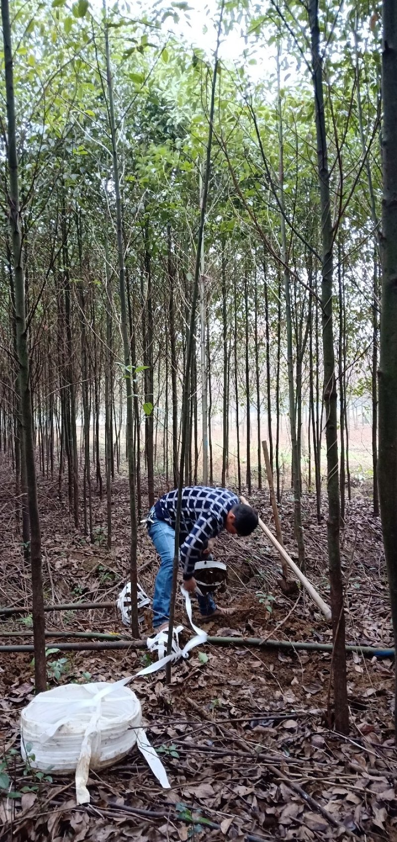 香樟树苗3-10迎风桥优质货源批发多杆香樟一手货源老