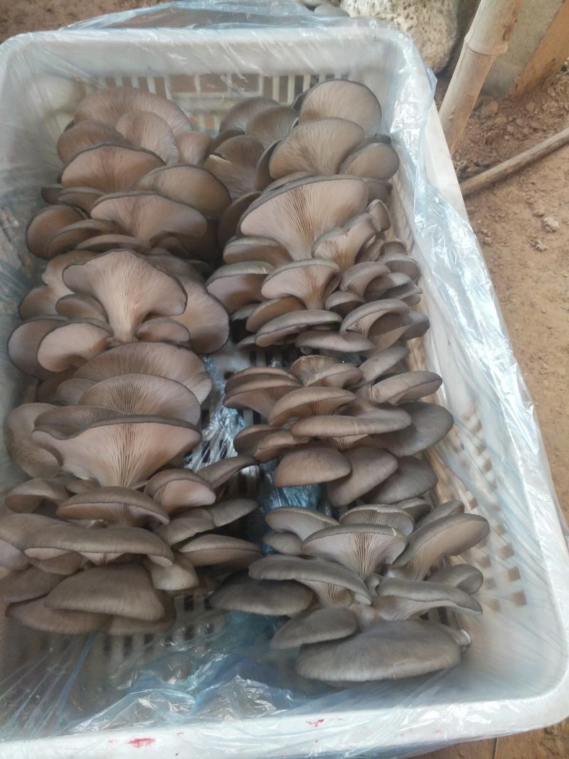 【精选】河北鲜平菇蘑菇质优价廉一手货源全国代收