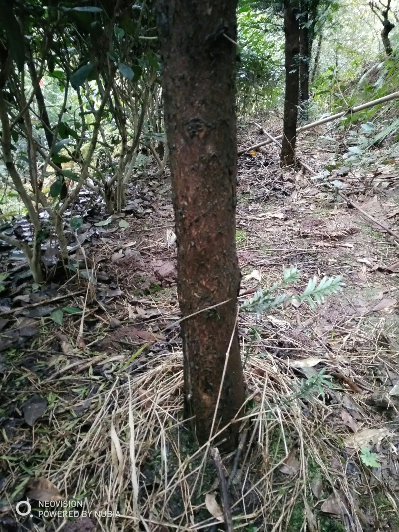 红豆杉，绿化苗木南方红豆杉3~8cm