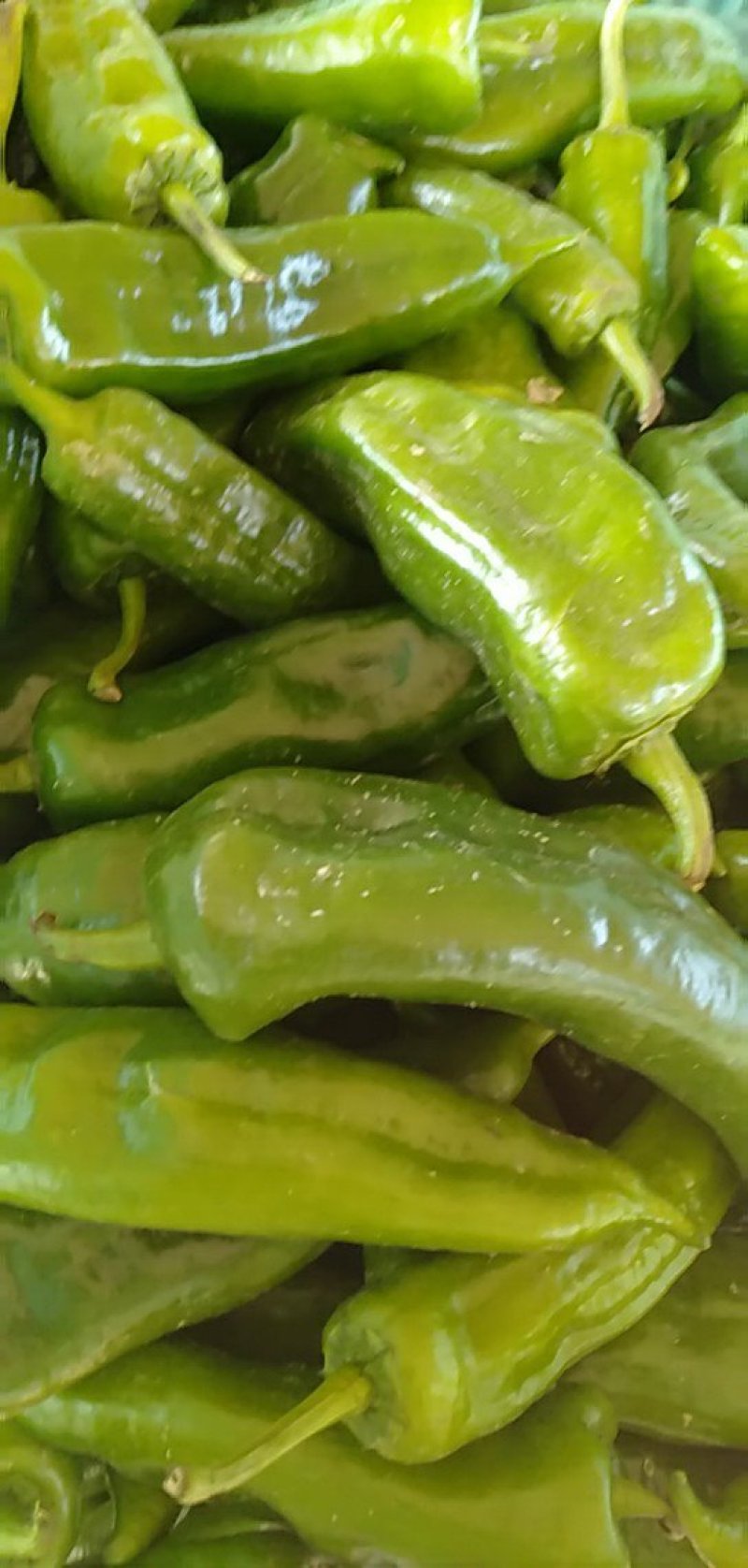 大量供应青椒