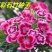 五彩石竹种子花海种子1千粒/斤