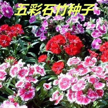 五彩石竹种子花海种子1千粒/斤