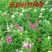 五彩石竹种子花海种子1千粒/斤