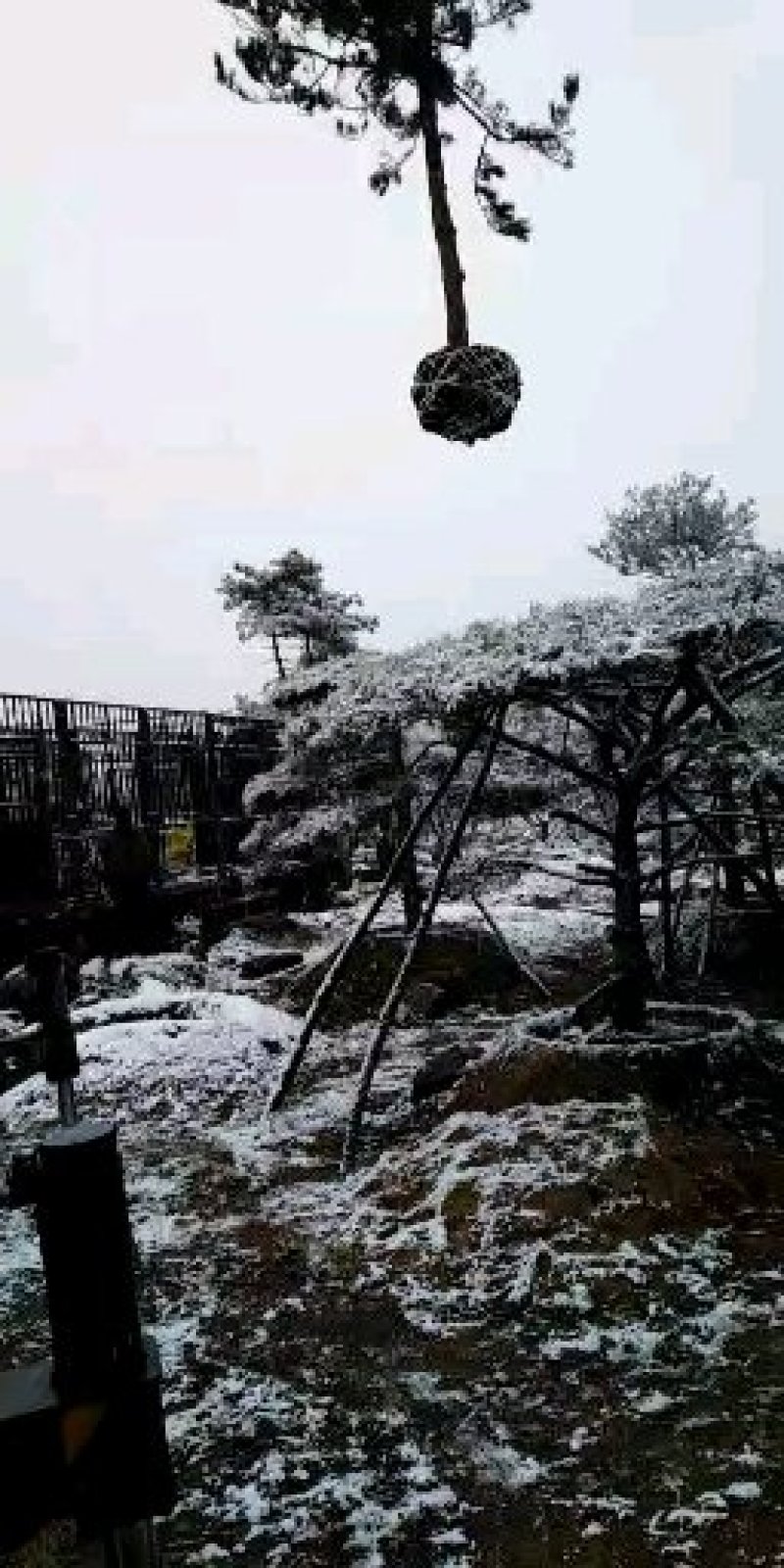 造型松