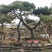 造型松