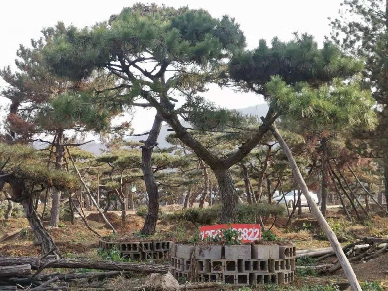 造型松