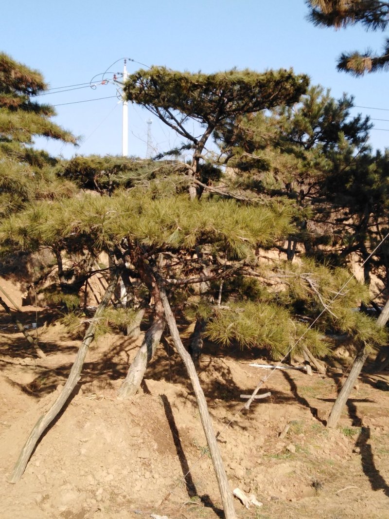 造型松