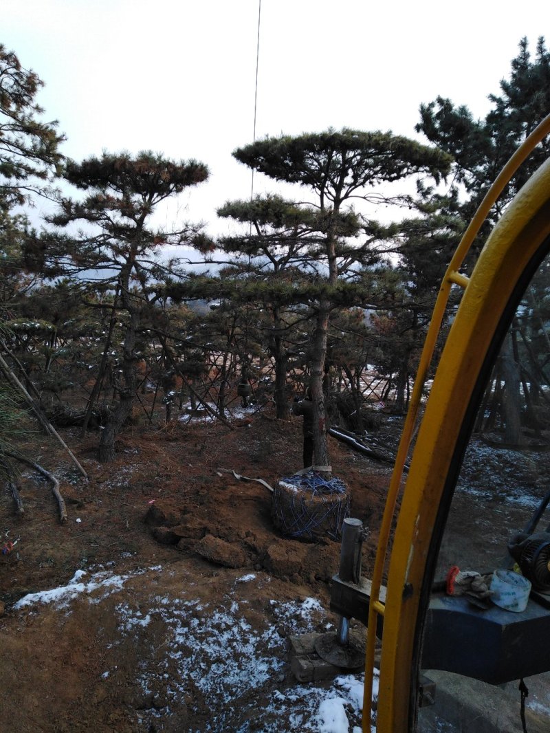 造型松