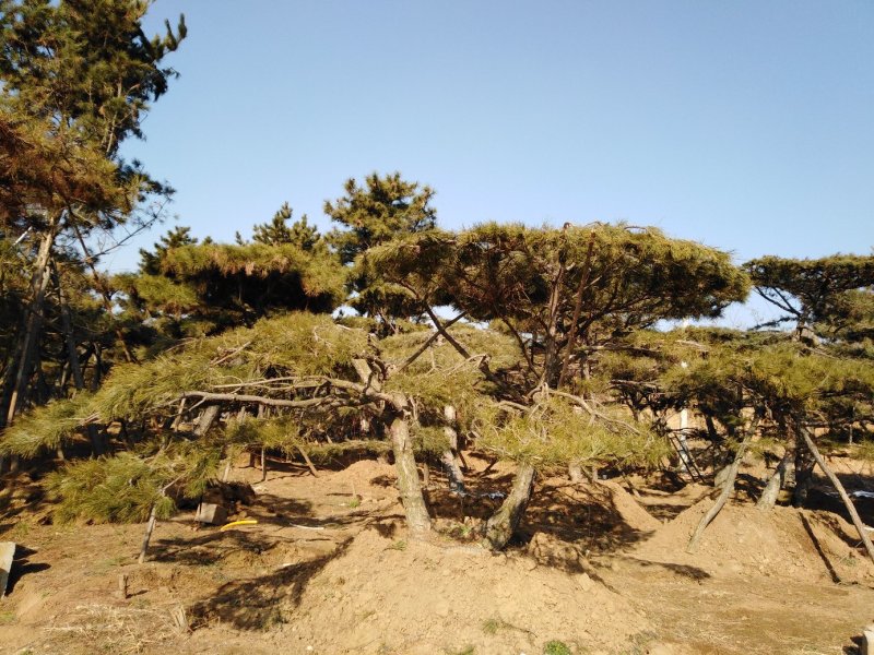 造型松