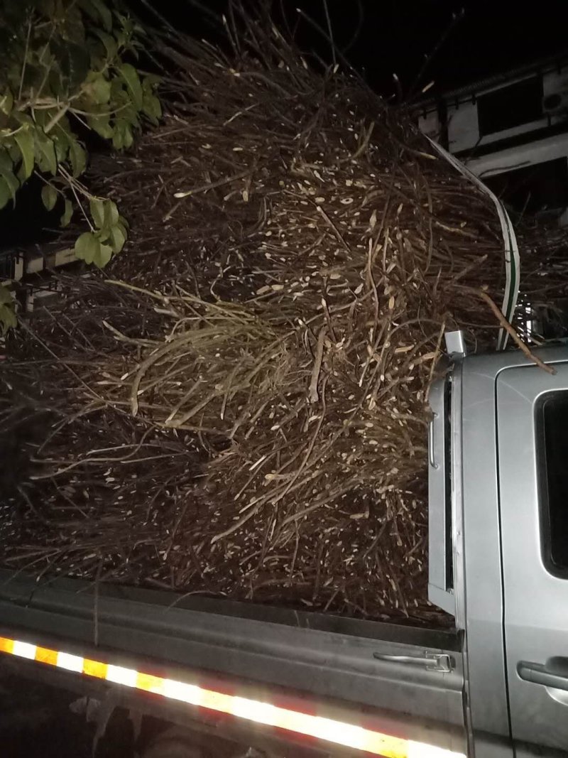每天都是满满的一车，不要担心我这里会缺货（除非是下雨下）