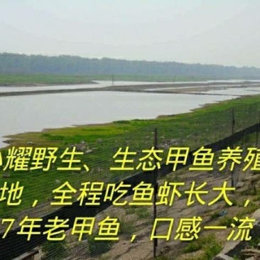 洞庭湖甲鱼