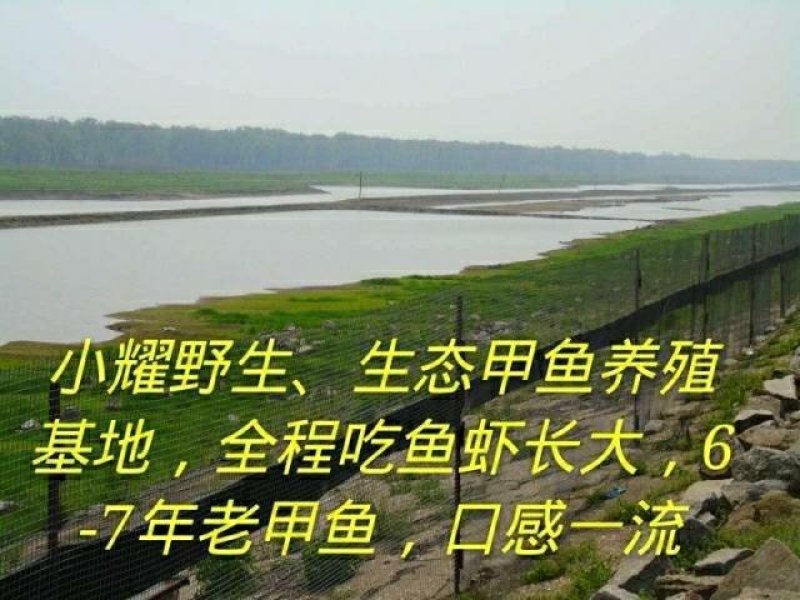 洞庭湖甲鱼