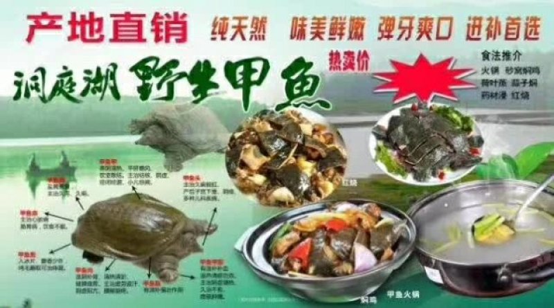 洞庭湖甲鱼
