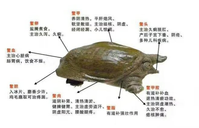 洞庭湖甲鱼