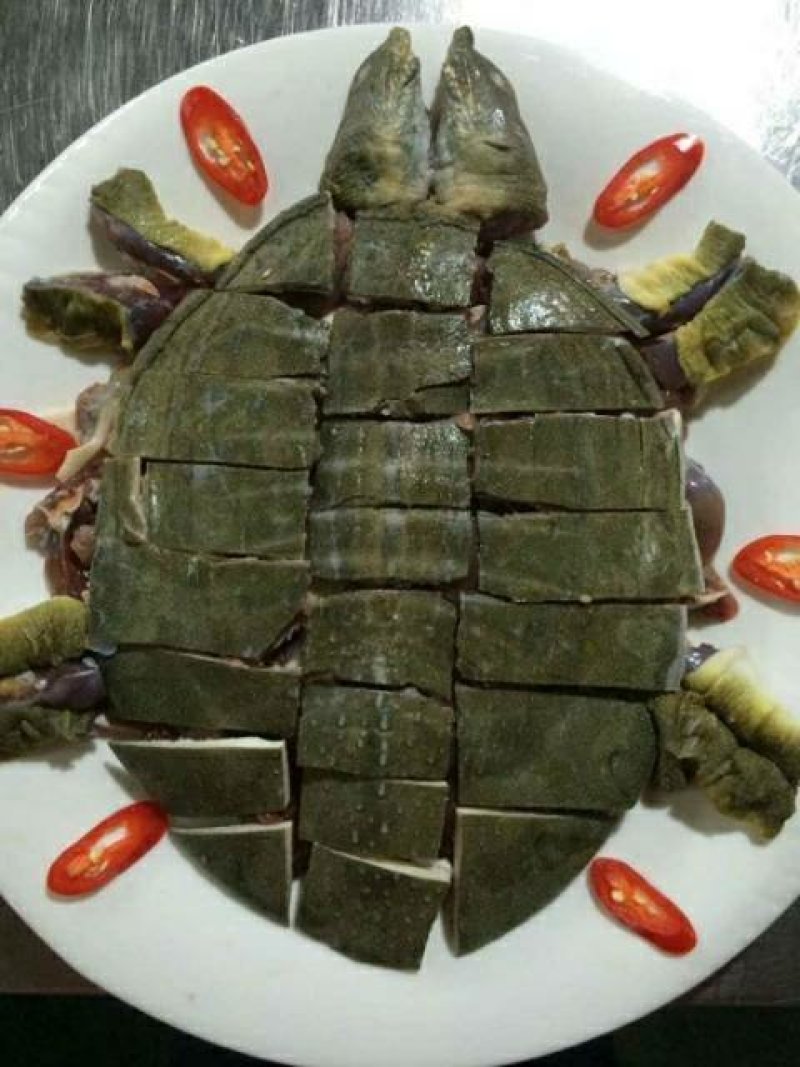 洞庭湖甲鱼