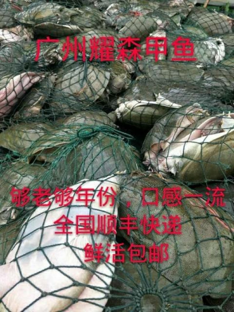 洞庭湖甲鱼