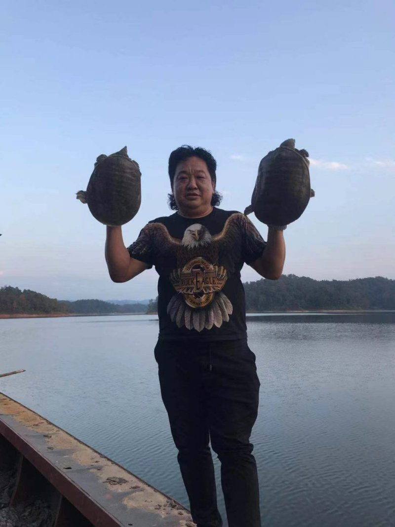 洞庭湖甲鱼