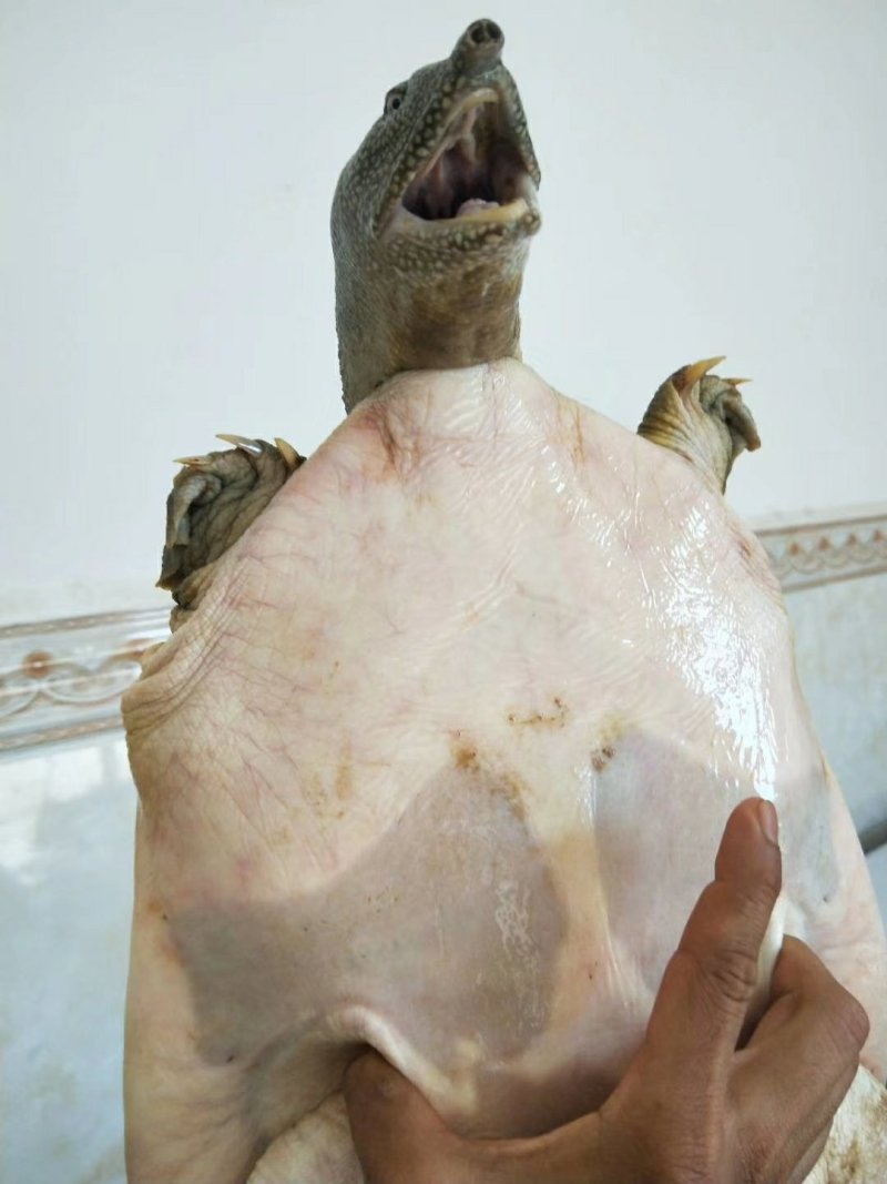 洞庭湖甲鱼