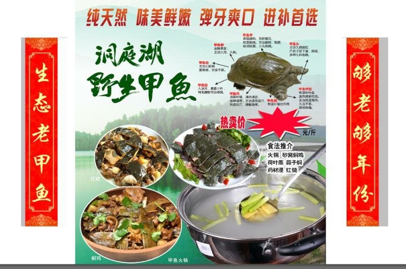 洞庭湖甲鱼