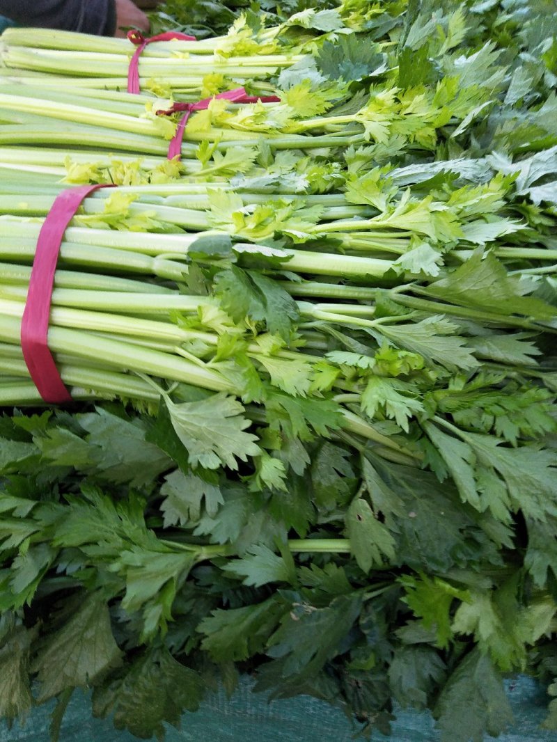 芹菜大量供应欢迎光临