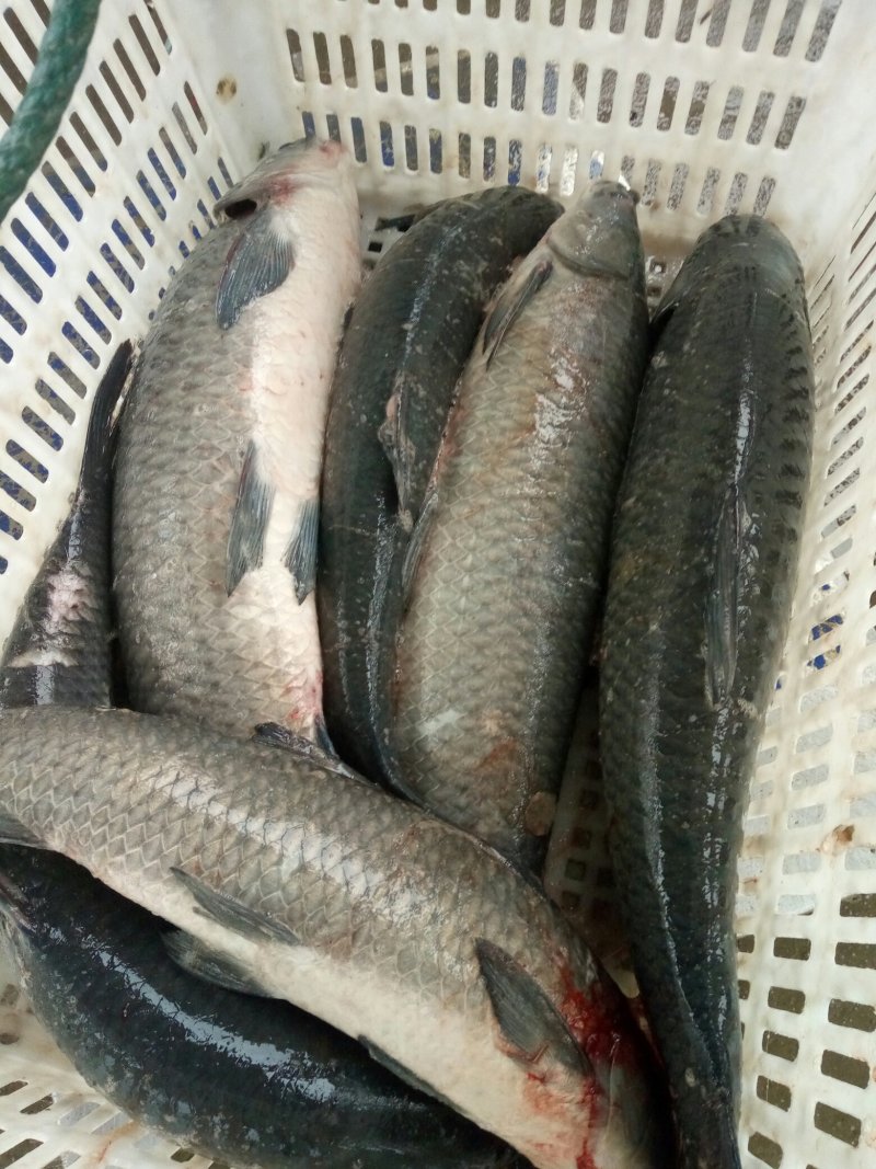 湖北特产螺蛳青鱼干鱼块腌腊鱼风干青鱼块