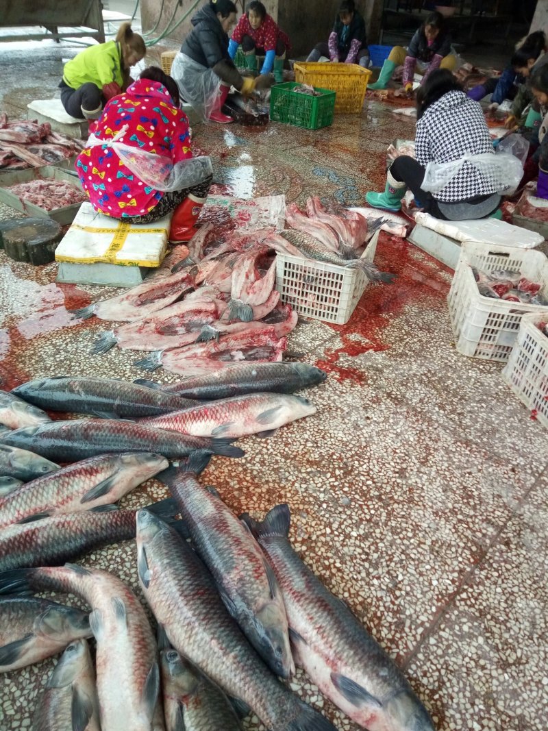 湖北特产螺蛳青鱼干鱼块腌腊鱼风干青鱼块