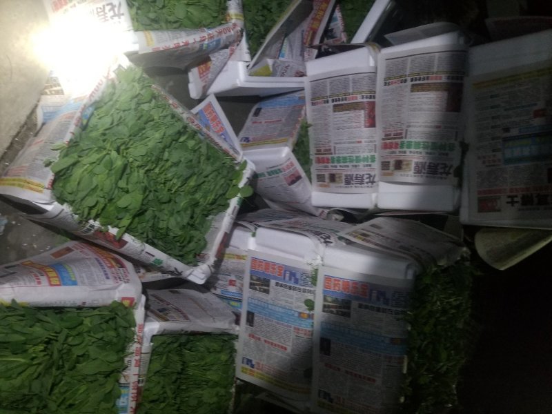 豆苗自产自销精品货四川豌豆尖绝对厚道的做工