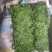 豆苗自产自销精品货四川豌豆尖绝对厚道的做工