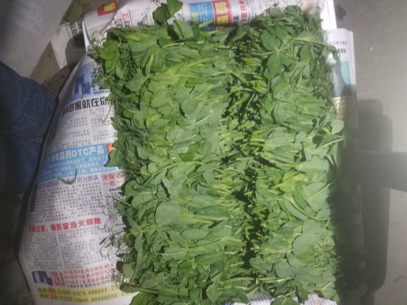 豆苗自产自销精品货四川豌豆尖绝对厚道的做工