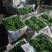 豆苗自产自销精品货四川豌豆尖绝对厚道的做工