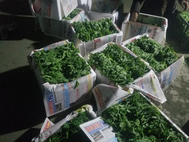 豆苗自产自销精品货四川豌豆尖绝对厚道的做工