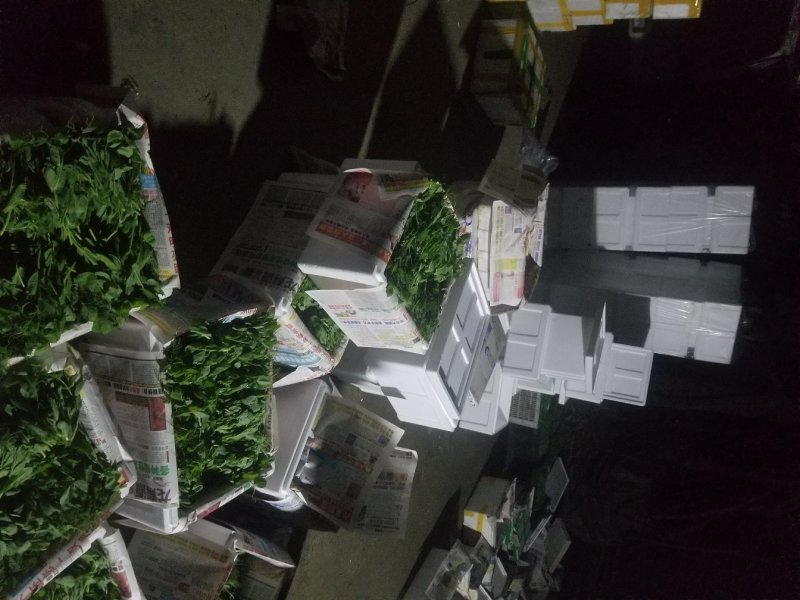 豆苗自产自销精品货四川豌豆尖绝对厚道的做工