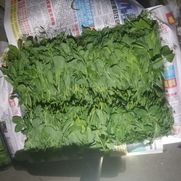 豆苗自产自销精品货四川豌豆尖绝对厚道的做工