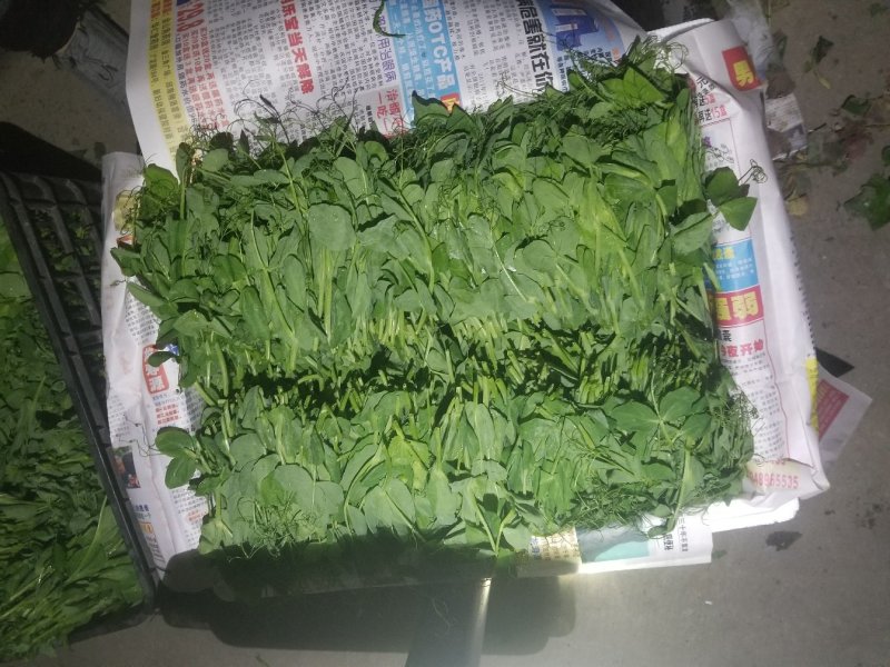 豆苗自产自销精品货四川豌豆尖绝对厚道的做工
