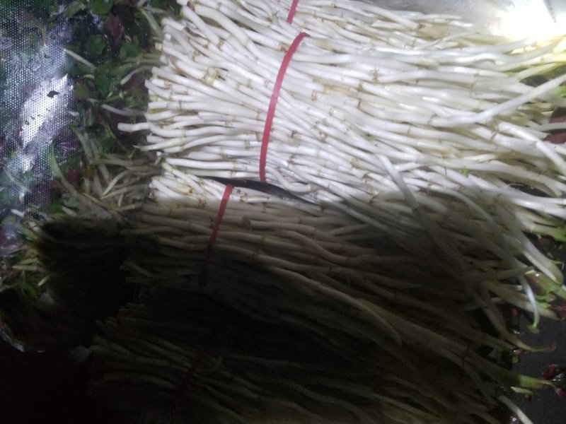 鱼腥草鱼腥草嫩芽折耳芽折耳根折耳根嫩芽