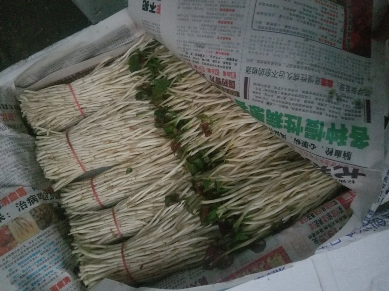 鱼腥草鱼腥草嫩芽折耳芽折耳根折耳根嫩芽