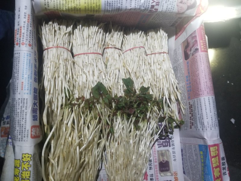 鱼腥草鱼腥草嫩芽折耳芽折耳根折耳根嫩芽