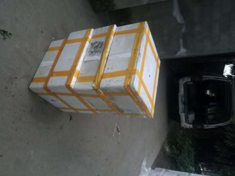 鱼腥草鱼腥草嫩芽折耳芽折耳根折耳根嫩芽