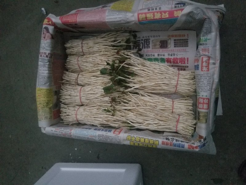鱼腥草鱼腥草嫩芽折耳芽折耳根折耳根嫩芽