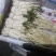 鱼腥草鱼腥草嫩芽折耳芽折耳根折耳根嫩芽