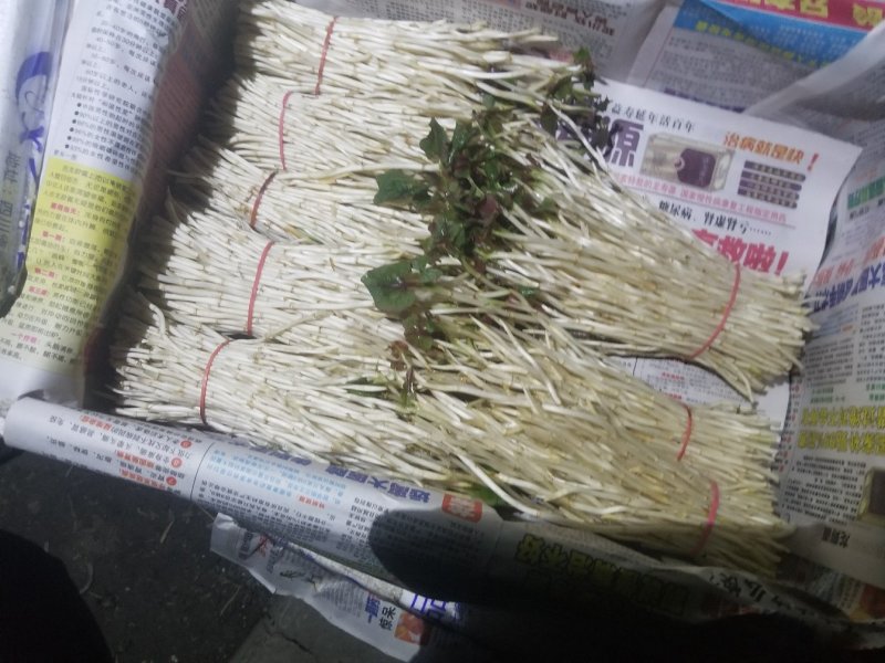 鱼腥草鱼腥草嫩芽折耳芽折耳根折耳根嫩芽