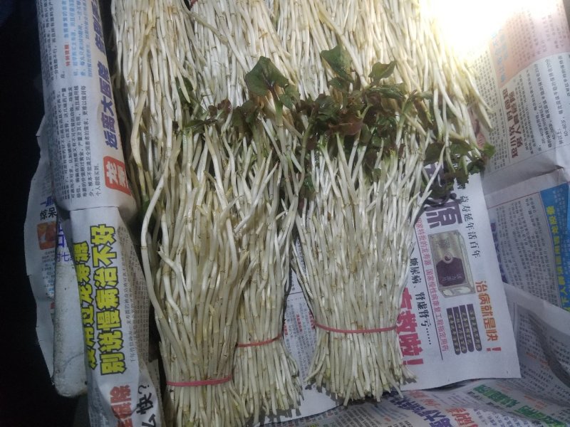 鱼腥草鱼腥草嫩芽折耳芽折耳根折耳根嫩芽