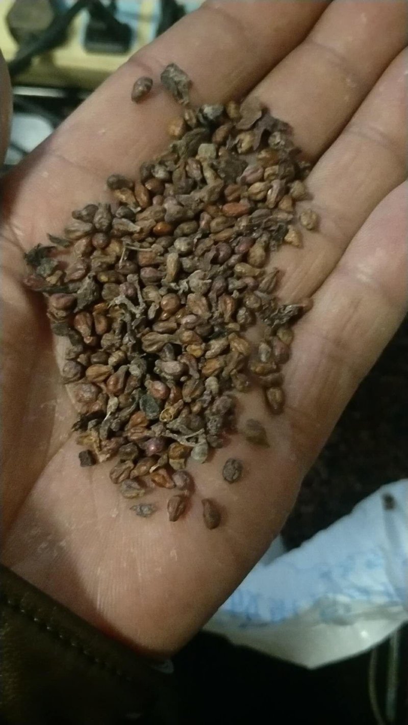 葡萄籽加工葡萄酒后未发酵的副产品，可加工葡萄籽油