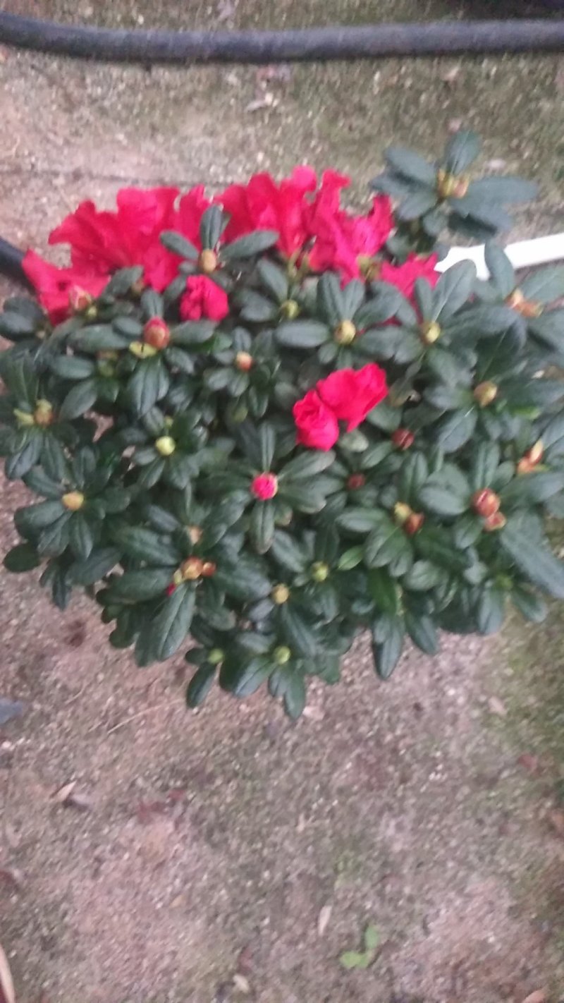 玫红杜鹃