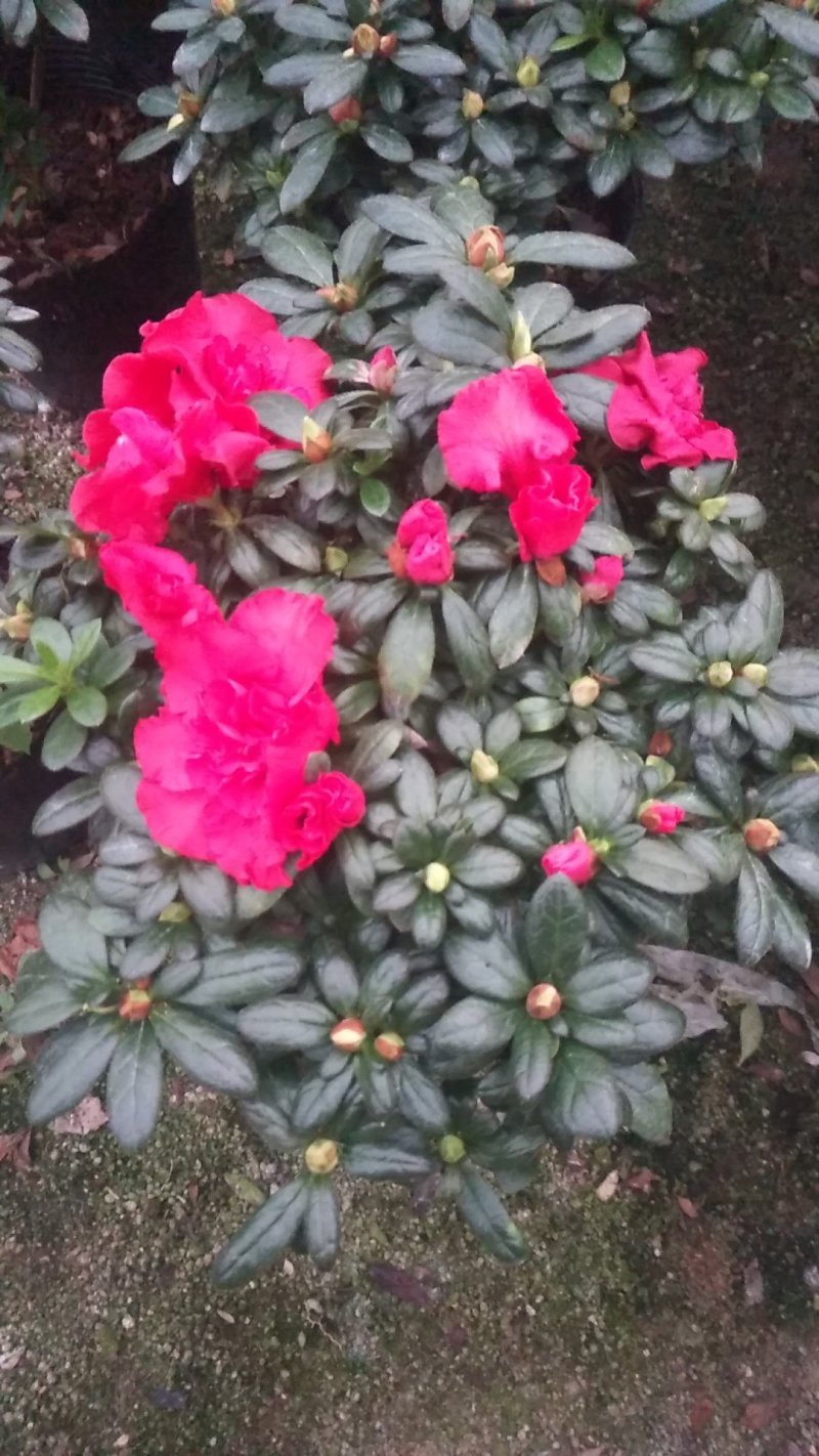 玫红杜鹃