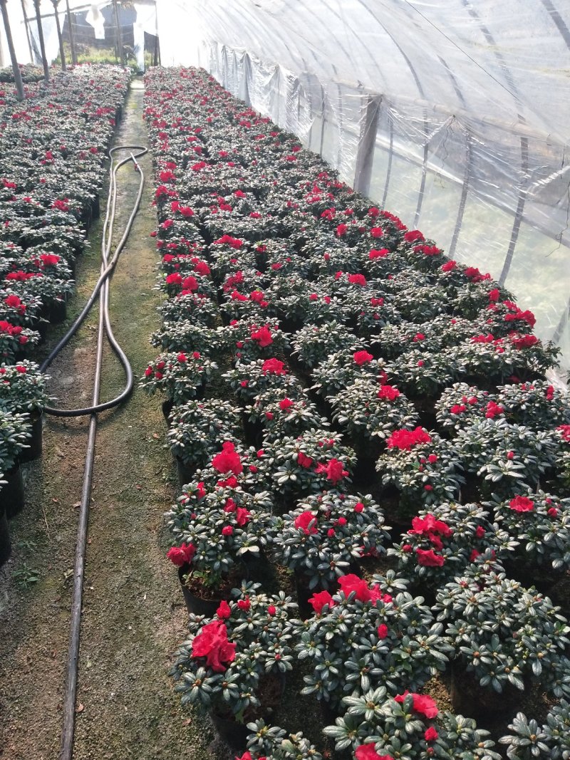 玫红杜鹃