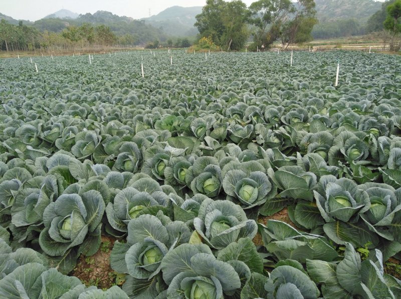 福建漳浦县湖月铁包菜，二至五斤规格。