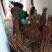 杏苗荷兰香蜜杏树苗两年大苗产地直供品种纯正当年结果